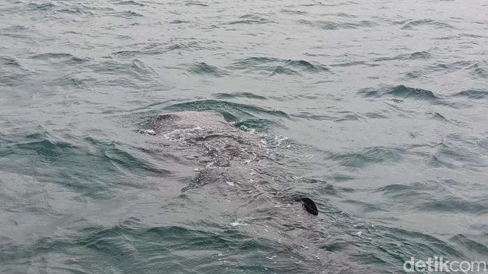 Hiu tutul di Pantai Bentar Probolinggo