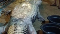 Buaya 585 Kg Mati di Riau, Isi Perutnya Ada Plastik, Pisau hingga TV