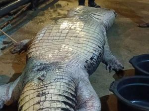 Buaya 585 Kg Mati, Isi Perutnya Pisau hingga TV