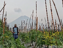 105 Hektare Lahan Petani Rusak Terdampak Erupsi Gunung Semeru