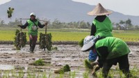Petani membawa bibit padi untuk ditanam pada area persawahan di Kramatwatu, Kabupaten Serang, Banten, Selasa (25/11/2025). Menteri Pertanian Andi Amran Sulaiman menyebutkan target produksi beras nasional pada 2026 mencapai 34,77 juta ton sebagai bagian dari upaya memperkuat kedaulatan pangan dan menjaga keberlanjutan swasembada nasional. ANTARA FOTO/Angga Budhiyanto