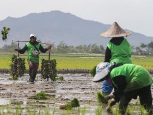 Stok 4,9 Juta Ton, Kementan Yakin RI Sudah Swasembada Pangan