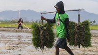 Upaya ini juga dipadukan dengan perluasan penggunaan teknologi pertanian dan pendampingan petani agar produksi dapat stabil sepanjang musim. Pemerintah menegaskan bahwa peningkatan produksi tidak hanya berfokus pada kuantitas, tetapi juga kualitas hasil panen. ANTARA FOTO/Angga Budhiyanto