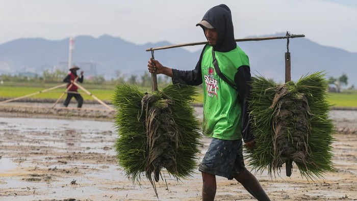 Petani membawa bibit padi untuk ditanam pada area persawahan di Kramatwatu, Kabupaten Serang, Banten, Selasa (25/11/2025). Menteri Pertanian Andi Amran Sulaiman menyebutkan target produksi beras nasional pada 2026 mencapai 34,77 juta ton sebagai bagian dari upaya memperkuat kedaulatan pangan dan menjaga keberlanjutan swasembada nasional. ANTARA FOTO/Angga Budhiyanto