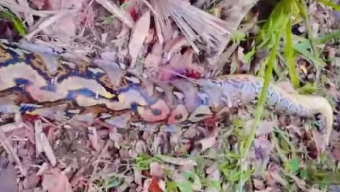 Penampakan ular piton 7 meter yang lilit petani hingga tewas di Buton Selatan.