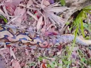 Ular Piton 7 Meter Lilit Petani di Buton Selatan hingga Tewas