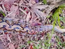 Horor Ular Piton 7 Meter Lilit Petani Buton Selatan hingga Tewas