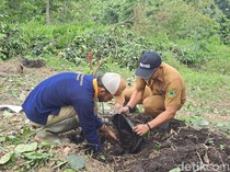 Upaya Menjaga Tanaman Langka Gunung Ciremai di Kuningan