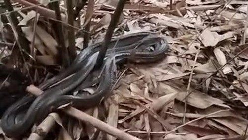Temuan ular diduga king cobra sedang mengerami 33 telur di tegalan warga Desa Mambal, Kecamatan Abiansemal, Badung, Senin (24/11/2025). (Foto: Dok. Yayasan Reptil Asih Tabanan)