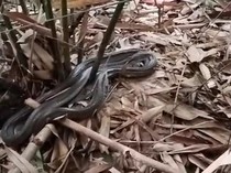 Teror King Cobra di Bali, Lagi-lagi Induk dan 33 Telurnya Ditemukan