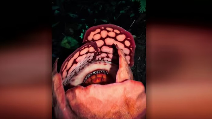 Di Balik Reaksi Haru Peneliti RI Ketika Menemukan Spesies Bunga Bangkai Langka