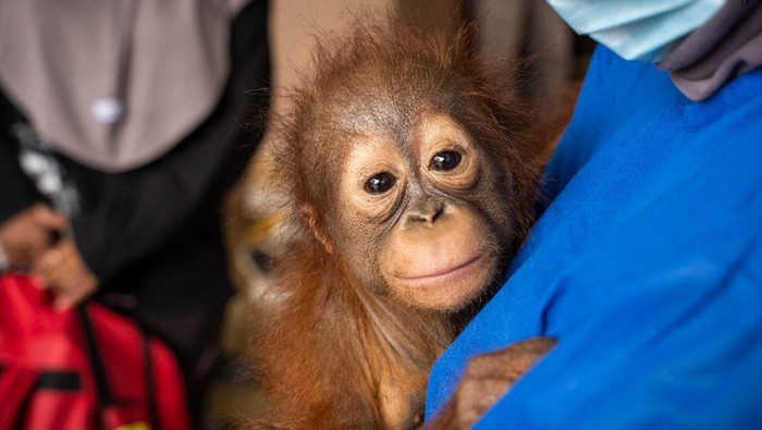Bayi orangutan yang diselamatkan dari lokasi aktivitas pertambangan ilegal di Ketapang.