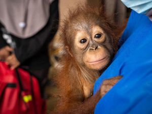 Kasihan Orang Utan Terlantar di Kalimantan, Ada yang Pungut Sampah-Mengemis