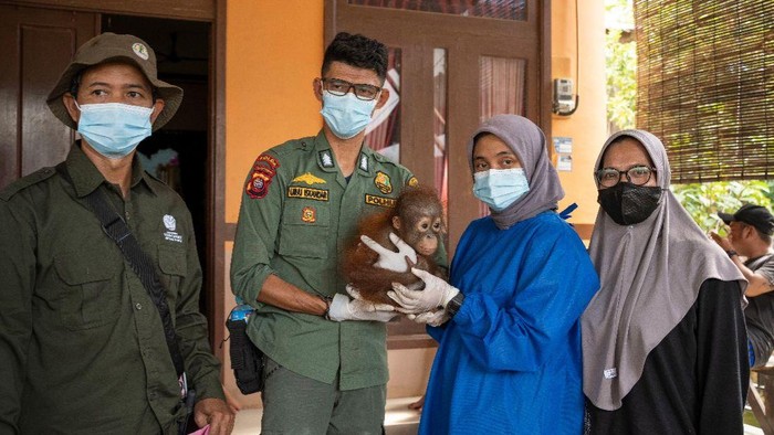 Dokter hewan YIARI memeriksa Randy si bayi orang utan.
