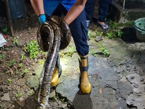 Ular Sanca 2,5 Meter Muncul di Kandang Ayam Warga Bantul Tengah Malam