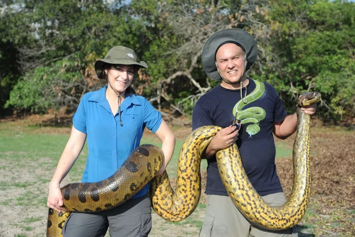 Jesús Rivers, Profesor Biologi dari New Mexico Highlands University, saat meneliti spesies ular terbesar di dunia, anaconda hijau