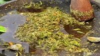 Sambal ijo di sini dibuat dadakan. Rasanya pedas segar dengan jejak pedas lumayan kuat. Sambal mentah ini kemudian diguyur minyak panas. Foto: Andi Annisa DR/detikfood
