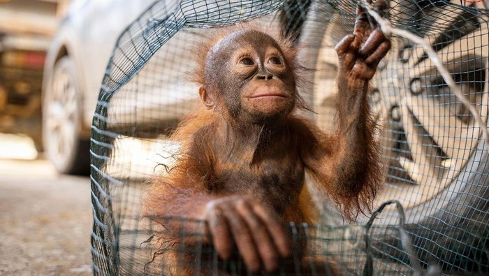 Kondisi Randy si bayi orang utan setelah dievakuasi dari lokasi tambang ilegal di Ketapang.