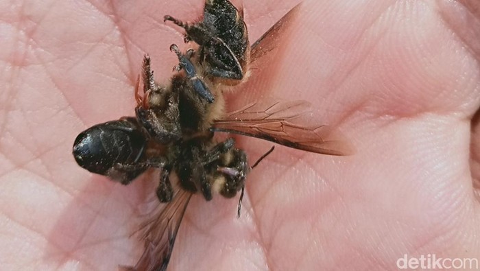 Lebah hutan yang menyerang di Desa Gemampir, Kecamatan Karangongko November 2024.