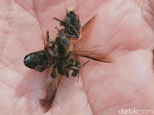 Petani Sedayu Klaten Dilarikan ke RS Setelah Diserang Kawanan Lebah