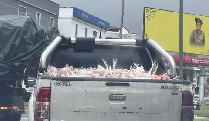 Mobil Bak Terbuka Angkut Ayam Mentah, Higienitasnya Jadi Sorotan.