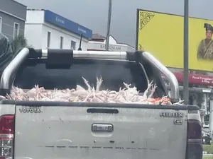 Mobil Bak Terbuka Angkut Ayam Mentah, Higienitasnya Jadi Sorotan