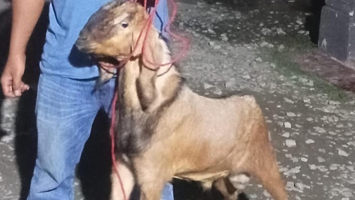 Polisi mengamankan barang bukti kambing yang dicuri pemuda di Lampung Tengah