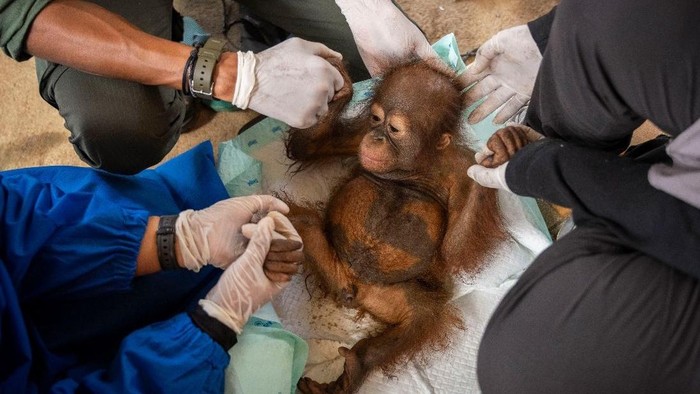 Randy si bayi orangutan yang diselamatkan dari pertambangan ilegal di Ketapang.