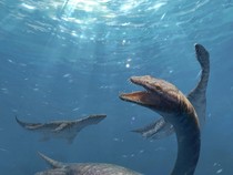 Ilmuwan Temukan Reptil Laut Purba dari 240 Juta Tahun Lalu, Seperti Ini Bentuknya