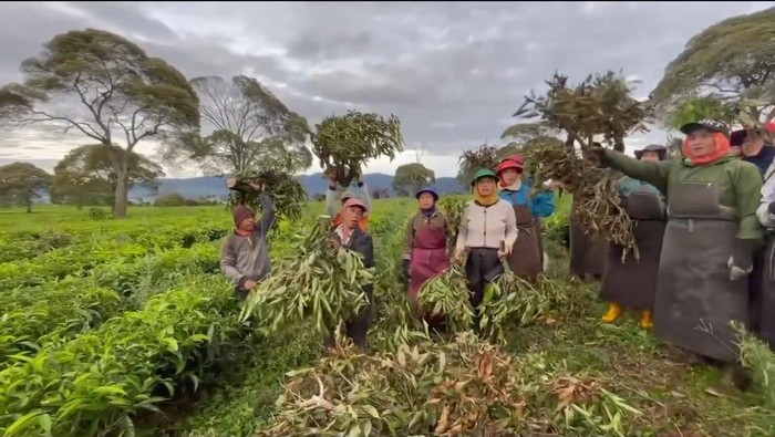 Serikat pekerja perkebunan teh itu melakukan aksi