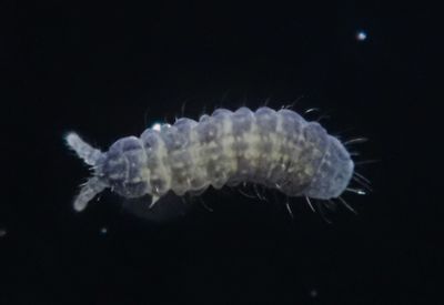 springtail bermata enam berwarna biru cerah