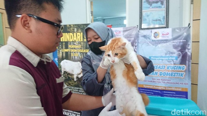 Sterilisasi Kucing Gratis di Tulungagung