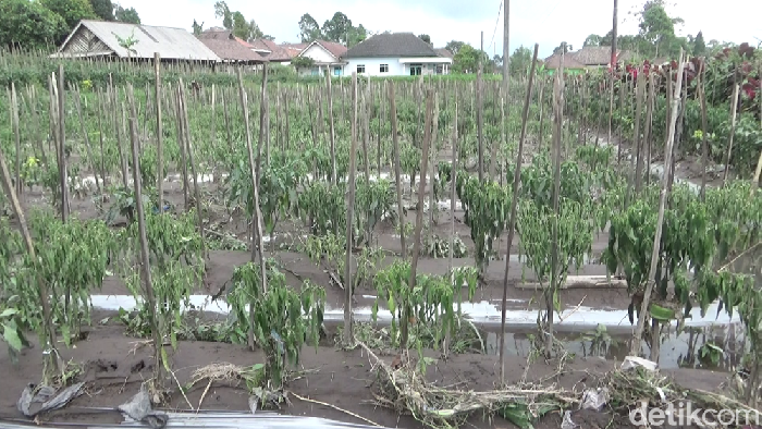 Tanaman cabai di Lumajang terdampak abu vulkanik Semeru
