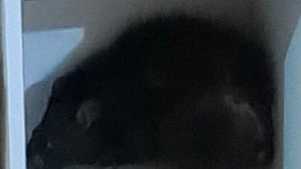 Tikus Besar Masuk Rumah-Serang Bocah di Bogor, Warga Hubungi Damkar