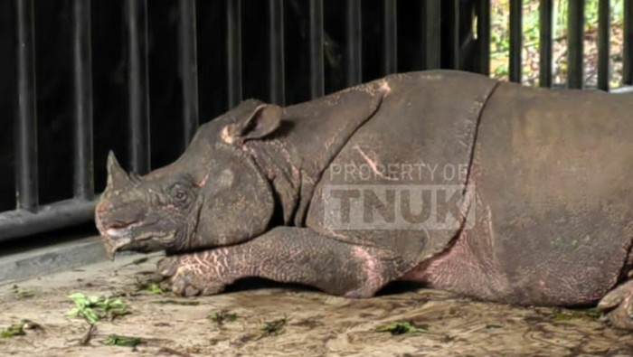 Badak Jawa di Paddock JRSCA kawasan TNUK