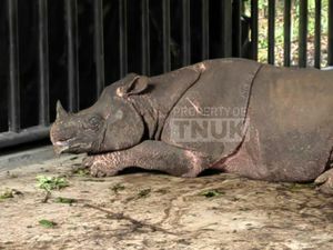 Catatan Kritis Kematian Musofa Si Badak Jawa Usai Translokasi di TNUK