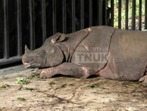 Catatan Kritis Kematian Musofa Si Badak Jawa Usai Translokasi di TNUK