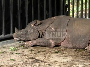 Perburuan Nol, Syarat Mutlak Selamatkan Badak Jawa