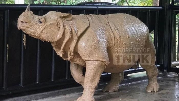 Badak Jawa di TNUK. (Dok. ist)