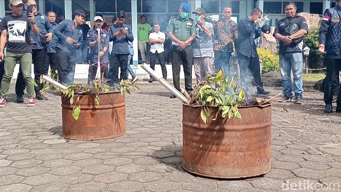 BNNK musnahkan tanaman katinon dari lereng Gunung Gede Pangrango