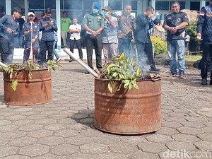 Ladang Teh Arab di Gunung Gede Pangrango, Diduga buat Turis Timur Tengah