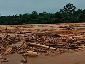 10 Negara Paling Parah Merusak Hutan, Indonesia Termasuk