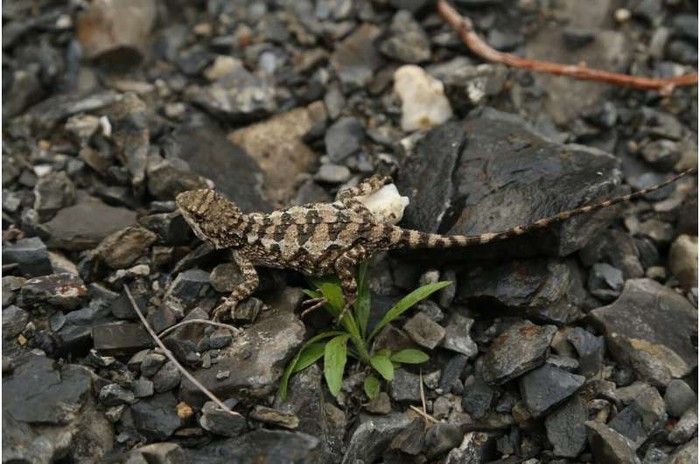 Kadal Diploderma bifluviale yang baru ditemukan di China