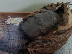 Misteri Mumi Kuno di Chile Berotak Mungil