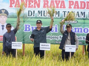 Panen Raya Ketiga di Lamongan Tembus Harga Tinggi dan Cetak Capaian Baru