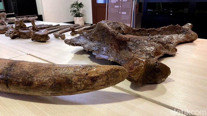 Penampakan fosil gajah purba yang ditemukan di Nganjuk.