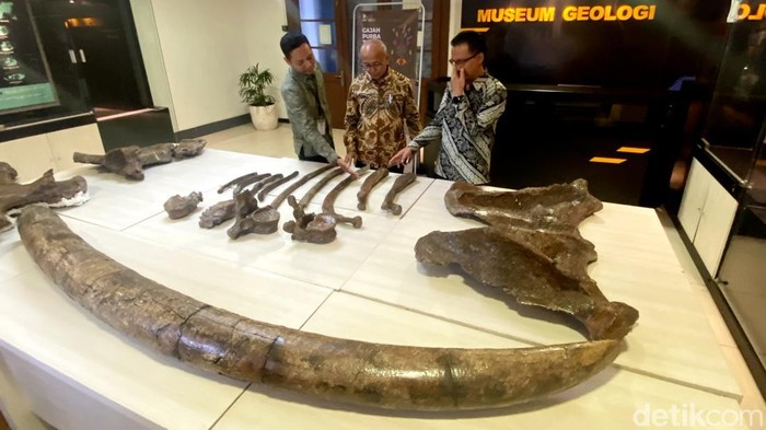 Penampakan fossil gajah purba yang ditemukan di Nganjuk