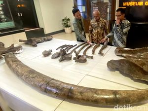 Penampakan Gading Gajah Purba Raksasa di Amerika Selatan