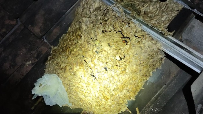 Petugas Damkar Satpol PP Boyolali saat mengevakuasi sarang tawong di rumah warga.