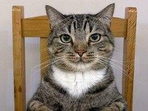 Video: Bolehkah Jual Beli Kucing dalam Islam?